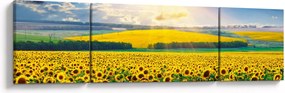Obraz - Pole słoneczników (170x50 cm)