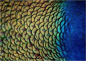 Obraz - Pawie pióra (70x50 cm)