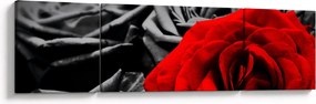 Obraz - Kwiaty róży (170x50 cm)