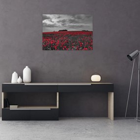 Obraz maków (70x50 cm)