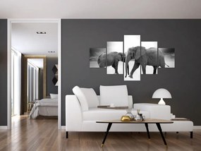 Obraz - czarno - białe słonie (125x70 cm)