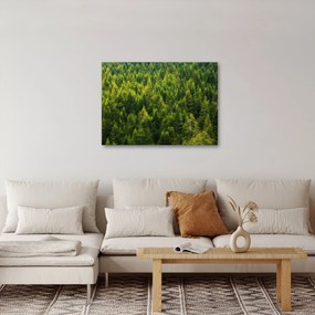 Obraz - Gęsty las (70x50 cm)