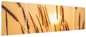 Obraz - Trawa w słońcu (170x50 cm)