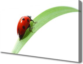 Zdjęcie na płótnie Biedronka na Zielonym Liściu