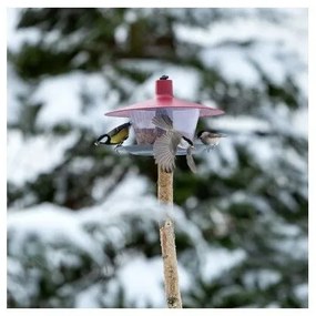 Karmnik dla ptaków Finch, czerwony