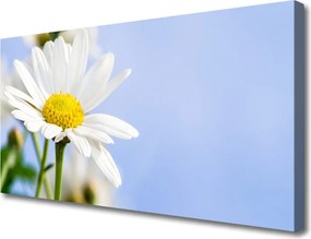 Obraz canvas Urok Polnej Stokrotki