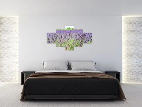 Obraz pola z lawendą (125x70 cm)