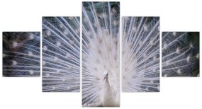 Obraz - Biały paw (125x70 cm)