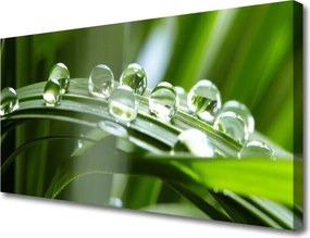 Zdjęcie na płótnie Krople Rosy na Źdźbłach