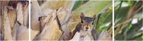 Obraz wiewiórki na drzewie (170x50 cm)