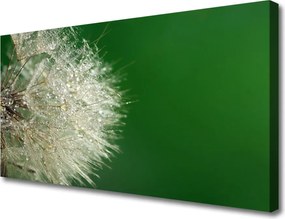 Obraz na płótnie Puszysty Mniszek Lekarski