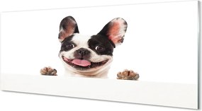 Panel Kuchenny Szklany Spojrzenie Wiernego Przyjaciela