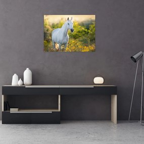 Obraz białego konia na łące (70x50 cm)
