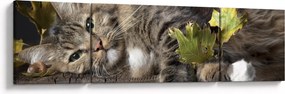 Obraz - Leżący kot (170x50 cm)