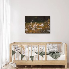 Obraz na szkle - Łąka z trawą bawełnianą N⁰2 (70x50 cm)