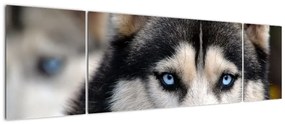 Obraz psa husky (170x50 cm)