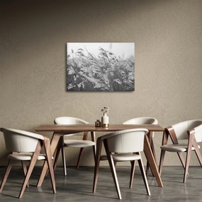 Obraz - Trawa na wietrze (70x50 cm)