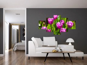 Obraz tulipanów na łące (125x70 cm)