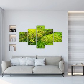 Obraz - Pola ryżowe (125x70 cm)