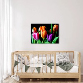 Obraz tulipanów na czarnym tle (70x50 cm)