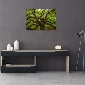 Obraz - Zielone drzewo (70x50 cm)