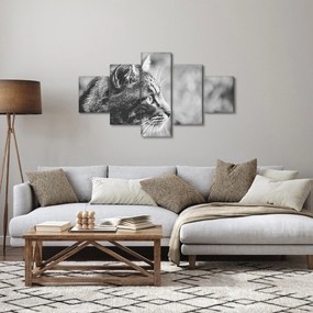 Obraz - Kot (125x70 cm)
