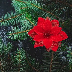 Świąteczna dekoracja Poinsettia z pajączkiem,zestaw 6 szt.