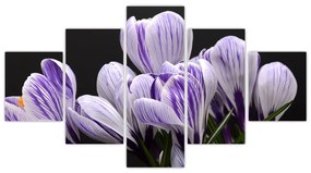 Obraz - Fioletowe krokusy (125x70 cm)