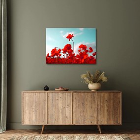 Obraz pola z jasnoczerwonymi kwiatami (70x50 cm)