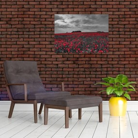 Obraz maków (70x50 cm)