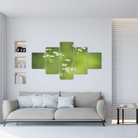 Obraz stokrotek (125x70 cm)