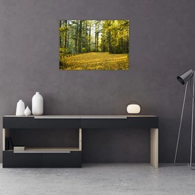 Obraz na szkle - las jesienią (70x50 cm)
