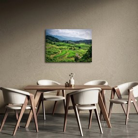 Obraz pól ryżowych (70x50 cm)