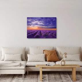 Obraz na szkle lawendowego pola (70x50 cm)
