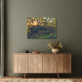 Obraz na szkle - Winnica (70x50 cm)