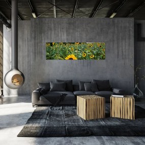 Obraz - Sunflower Field II. (170x50 cm)
