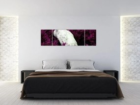 Obraz - Biały paw (170x50 cm)
