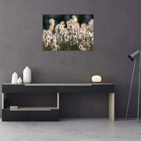Obraz - Biała wełnianka (70x50 cm)