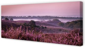 Obraz drukowany na płótnie Pole Wrzosów
