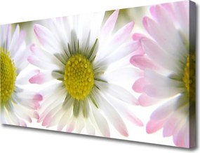 Obraz na płótnie Biała Stokrotka na Polanie