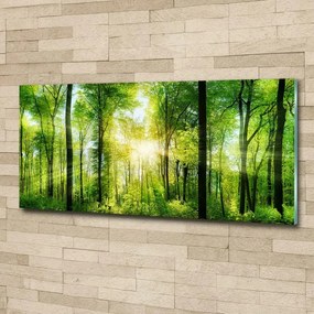 Foto obraz szkło hartowane Las w słońcu