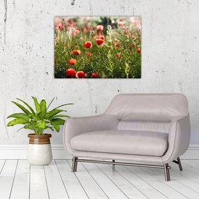Obraz na szkle maków (70x50 cm)