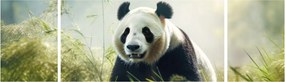Obraz - Panda (170x50 cm)