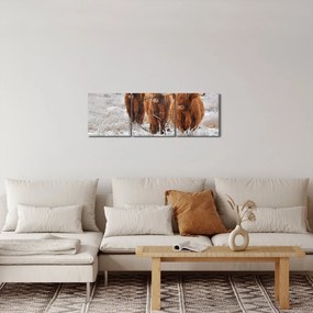Obraz - Szkockie krowy (z zegarem) (90x30 cm)