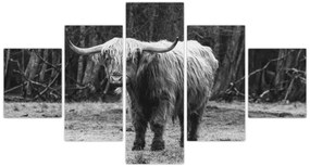 Obraz - Szkocka krowa 3, czarno - biały (125x70 cm)