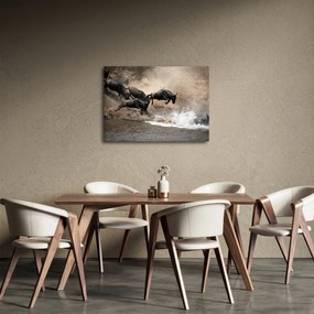 Obraz - Stado antylop gnu (70x50 cm)