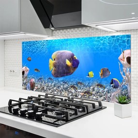 Panel Kuchenny Złota Rybka w Tonii