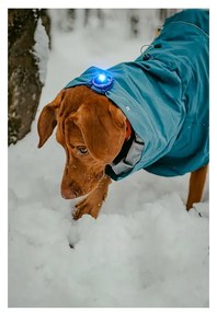 Lampka LED na obrożę Blue – Orbiloc