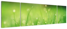 Obraz - rosa na trawie (170x50 cm)