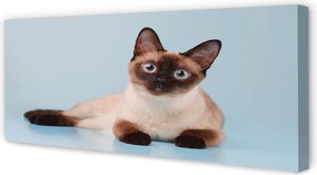 Zdjęcie na płótnie Odpoczywający Kot